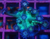 Goniopora BaliGlitter 2