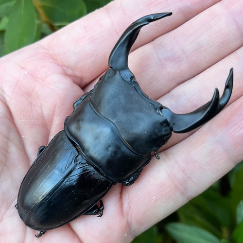 【美形・新成虫】佐賀県神埼郡神埼町産”オオクワガタペア（♂82mm） # 81541111−001