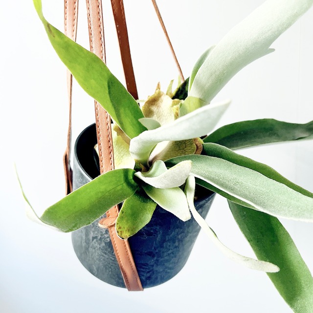 一点物 ビカクシダ・ヴィーチー レザー調ハンギング × アートストーンポット