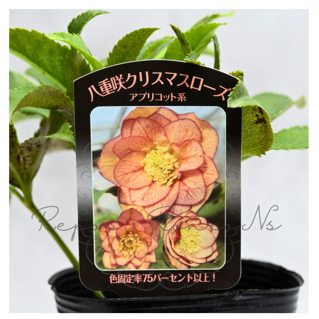 曽田園芸クリスマスローズ:ハイブリット・アプリコット系ダブル(3.5号)実生株 冬の花 多年草 希少 耐寒 贈り物