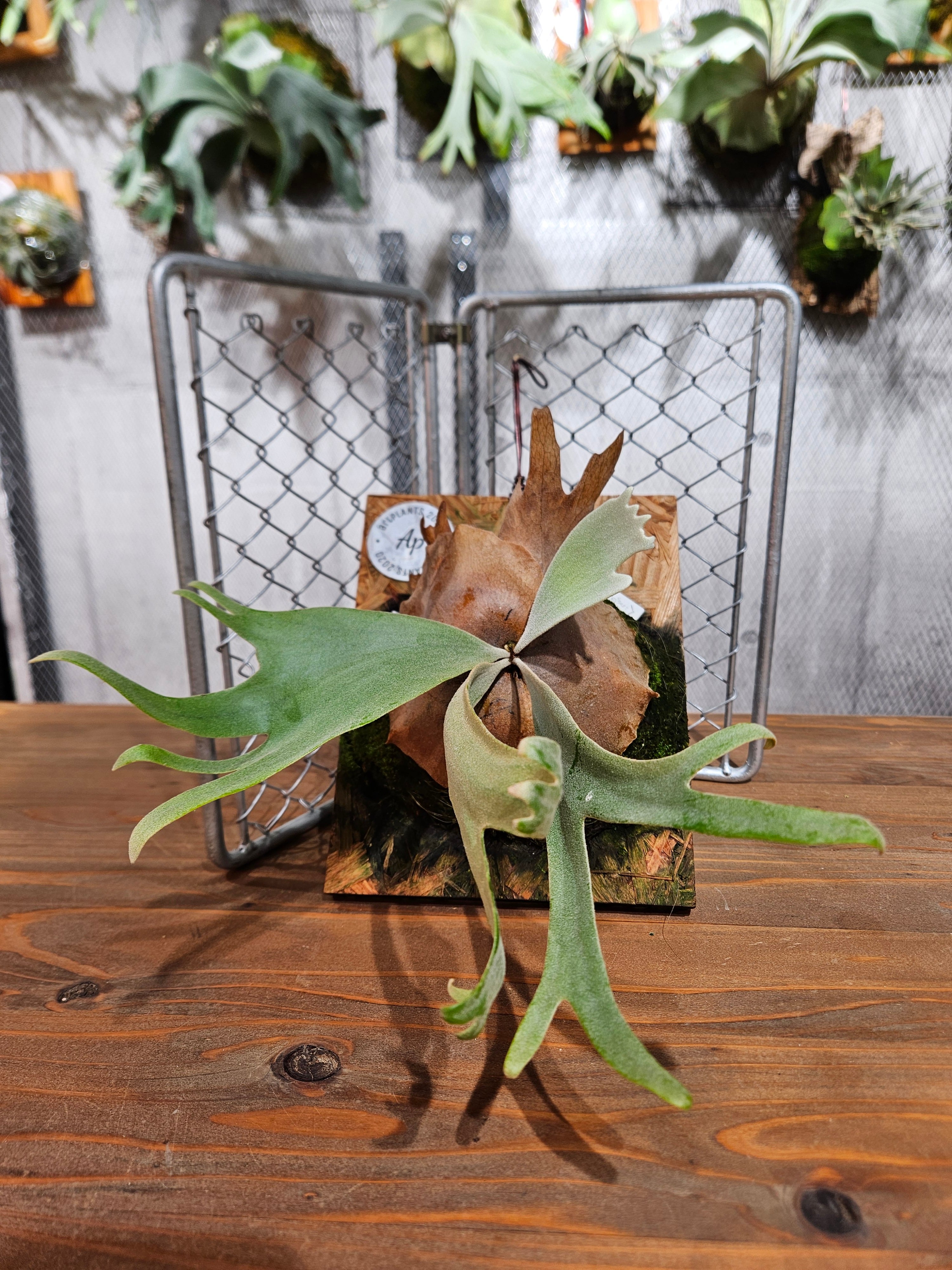 P.Suriya (OC)【artPLANTs/PLANTS GARAGE】ビカクシダ/Platycerium