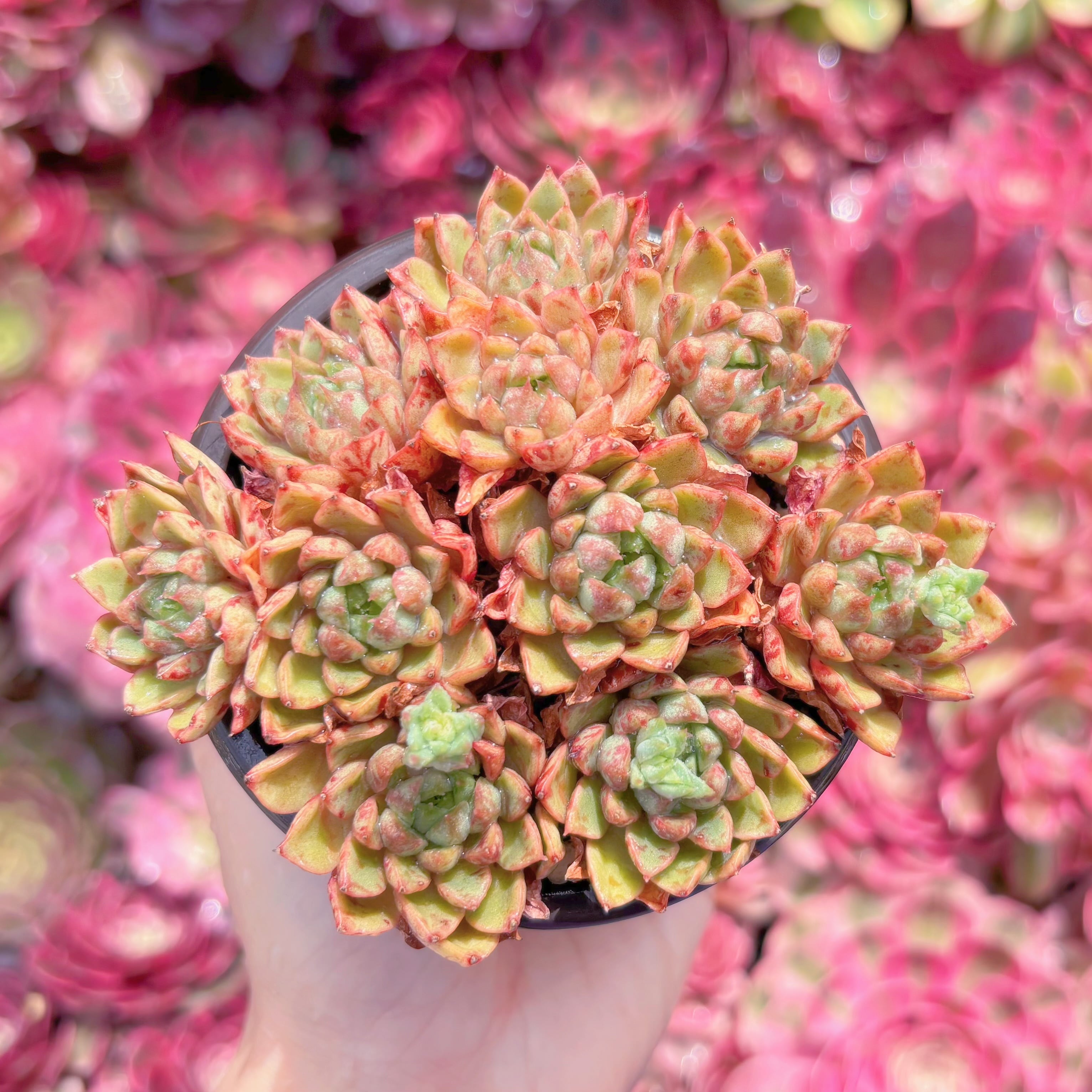 現品　ブラッドスワロー#K406　群生　るる農園