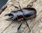 【WD】《ビソンノコギリ ニューギニア亜種 A'品ペア》