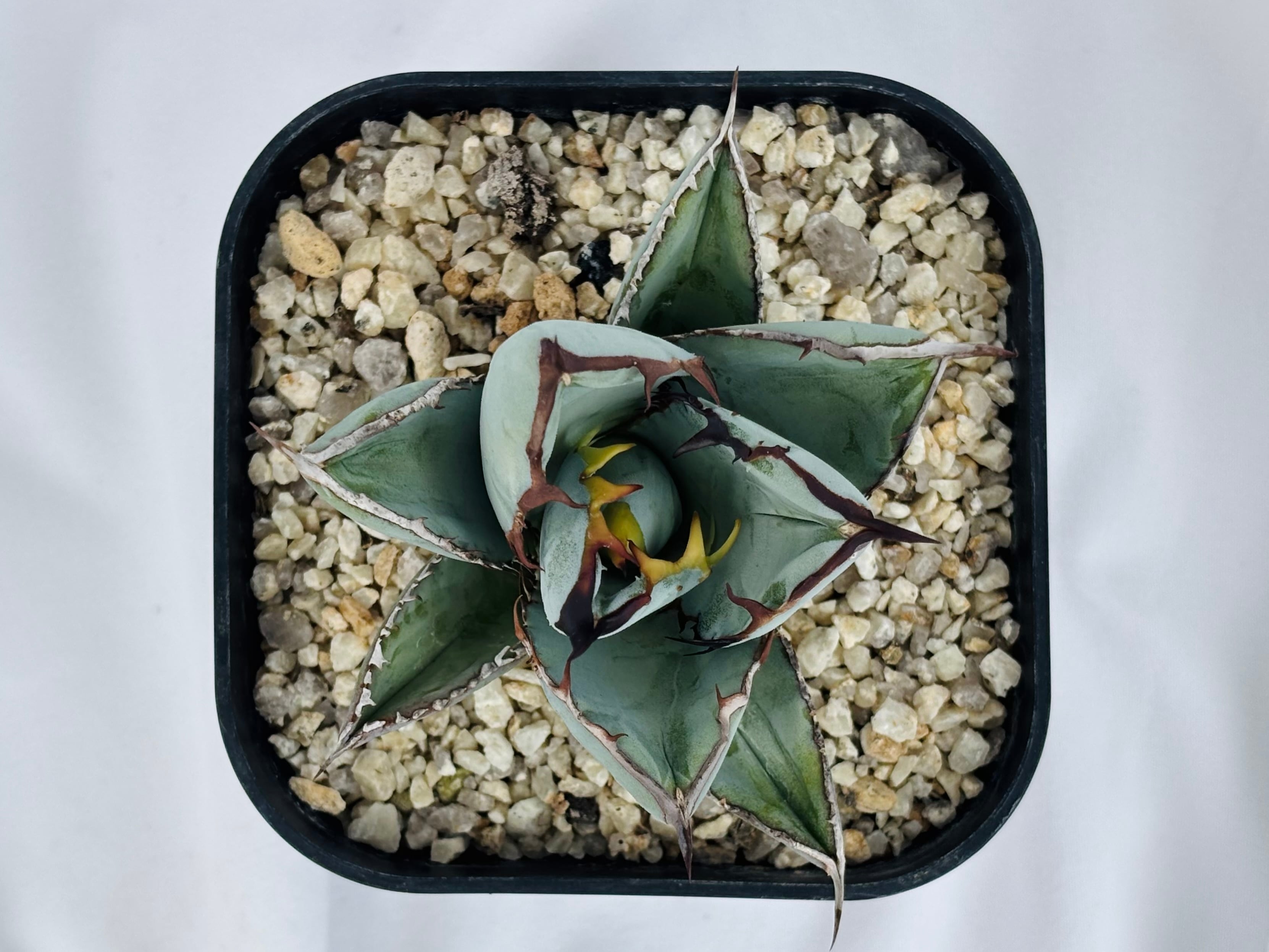 Agave titanota アガベ チタノタ BB ブラックアンドブルー 多肉植物