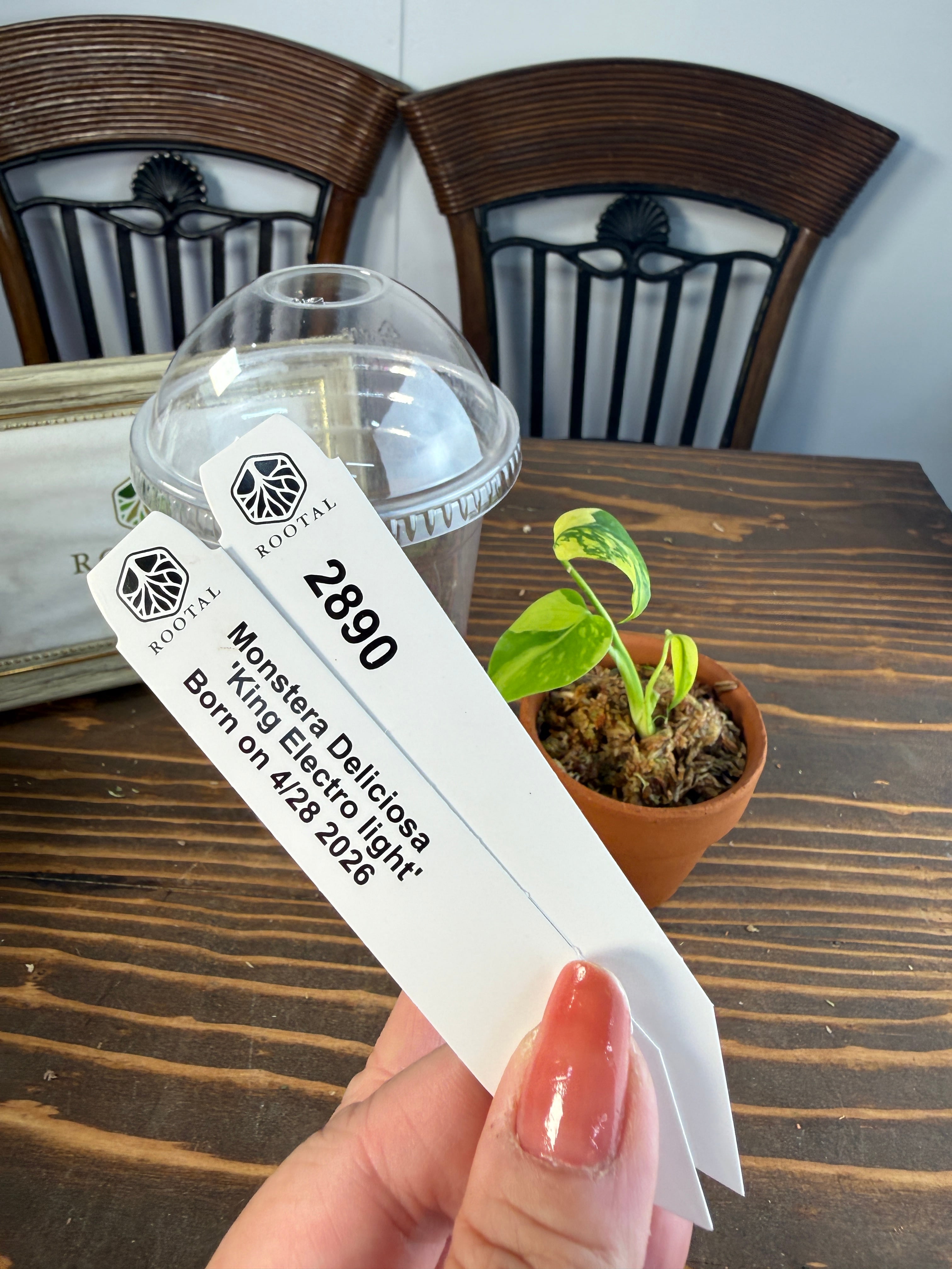 TC Baby苗 | ROOTALPLANTS