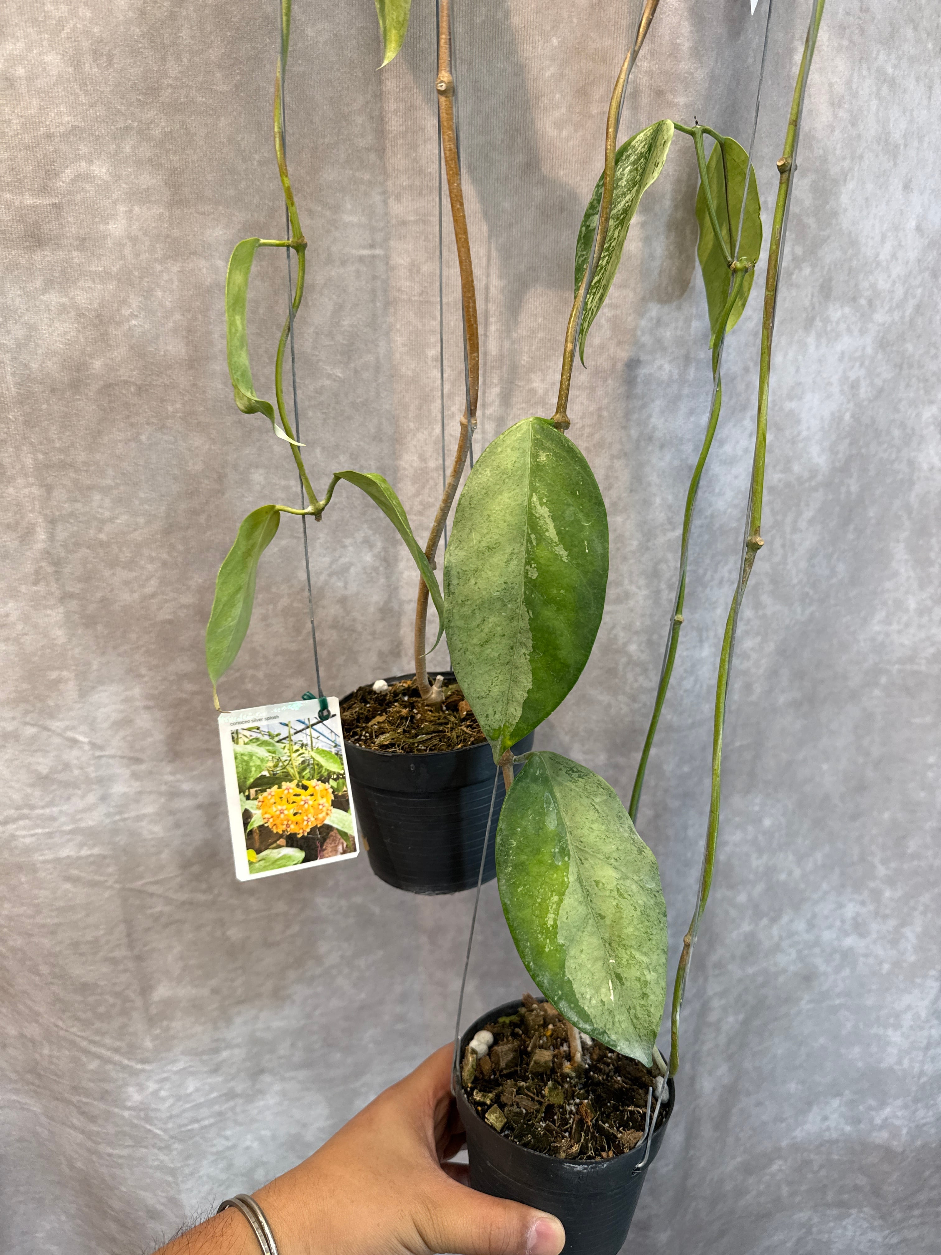 aglaonema 'medusa' | Gardenえん 【観葉熱帯植物】
