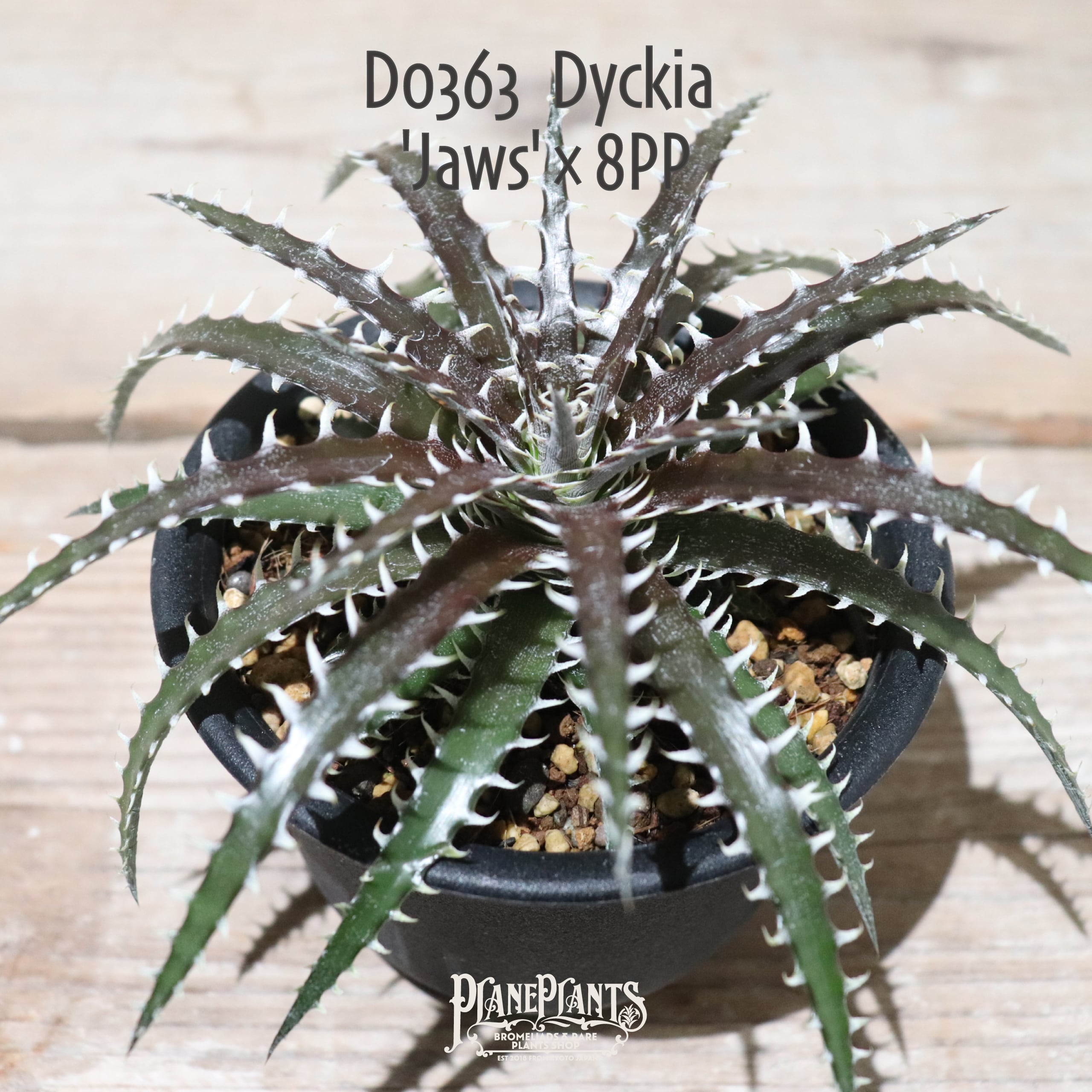 送料無料】'Jaws'×8PP〔ディッキア〕現品発送D0363 | plane plants