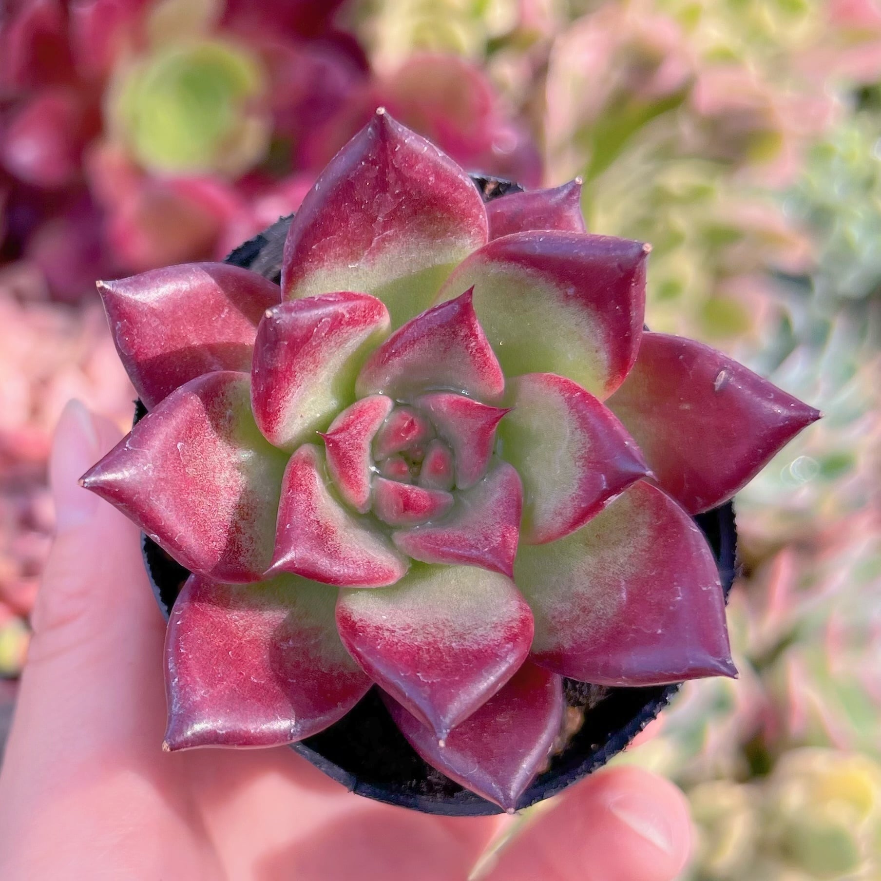 現品　レッドプラム#F021　るる農園