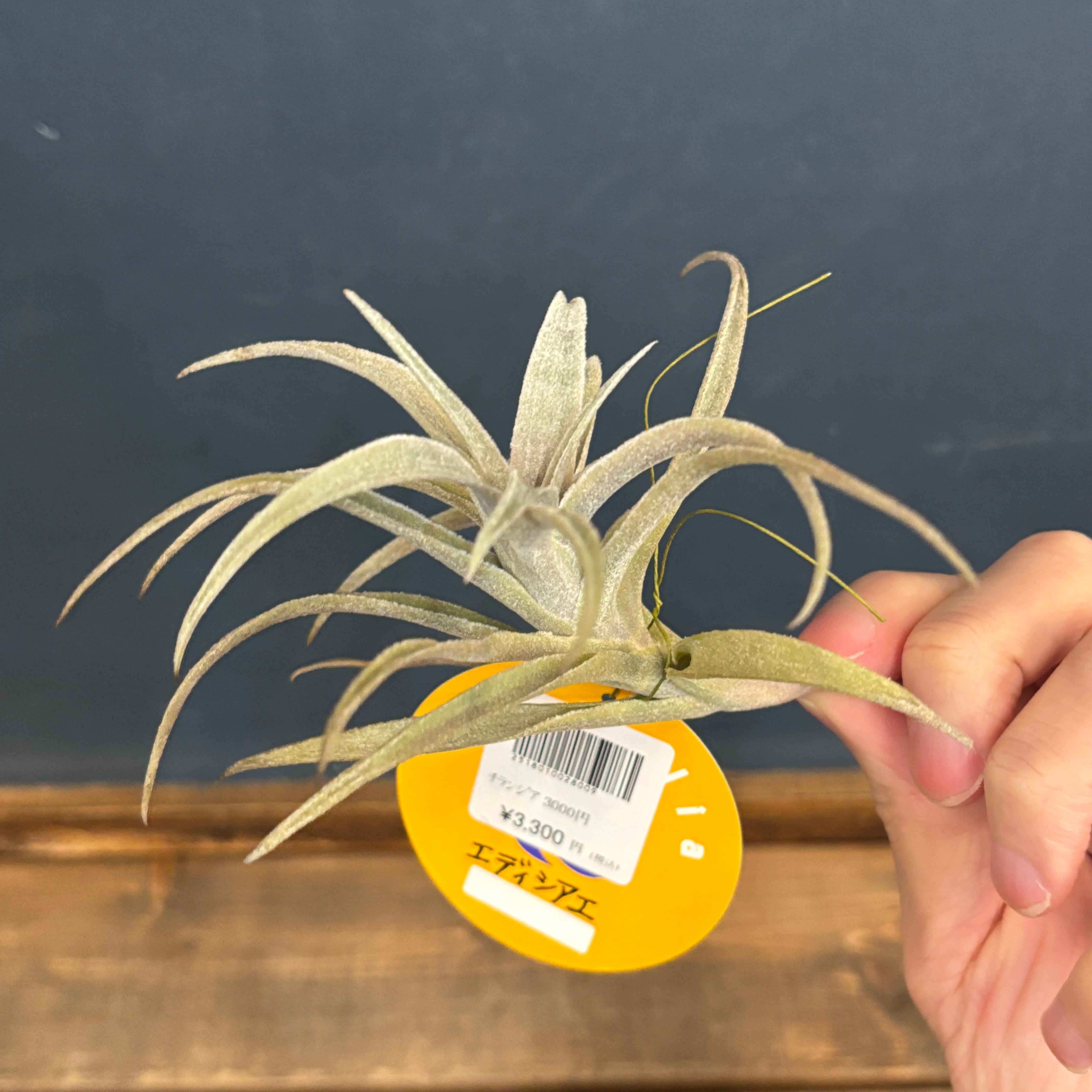 本日までセール❗️超希少❗️サイズ大❗️気根発根済アンスリウムドラヤキ新葉展開中✨️ PROTOLEAF プロトリーフ