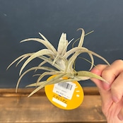 チランジア　エディシアエ【028】