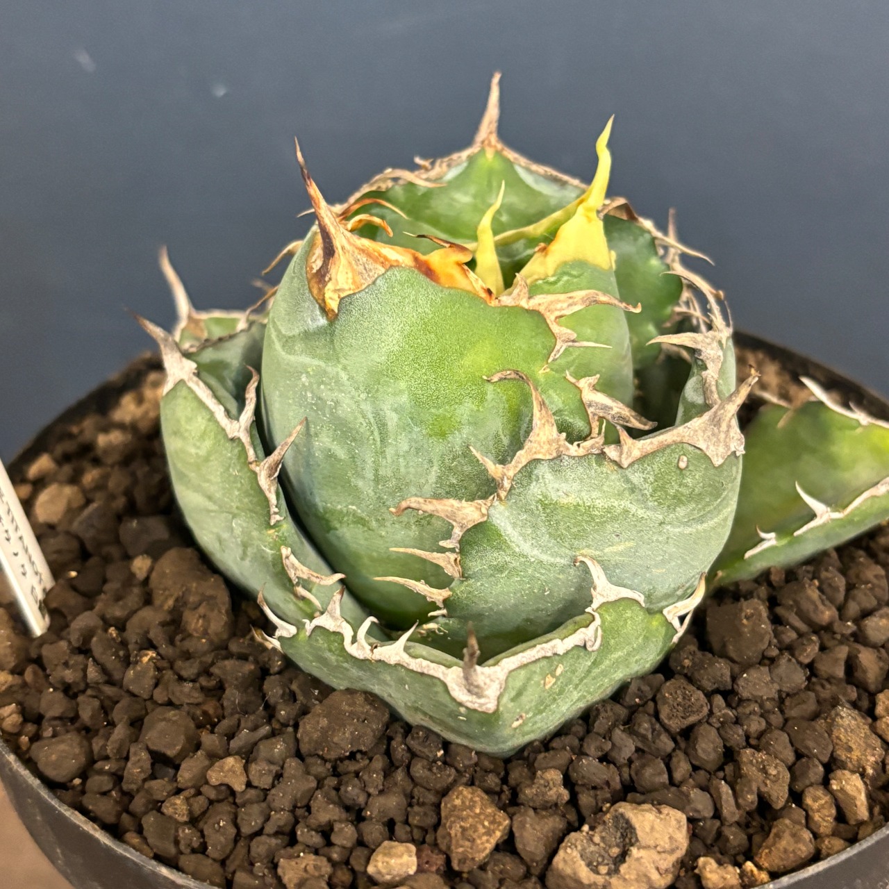 【選抜株】アガベ チタノタ 白鯨【96】