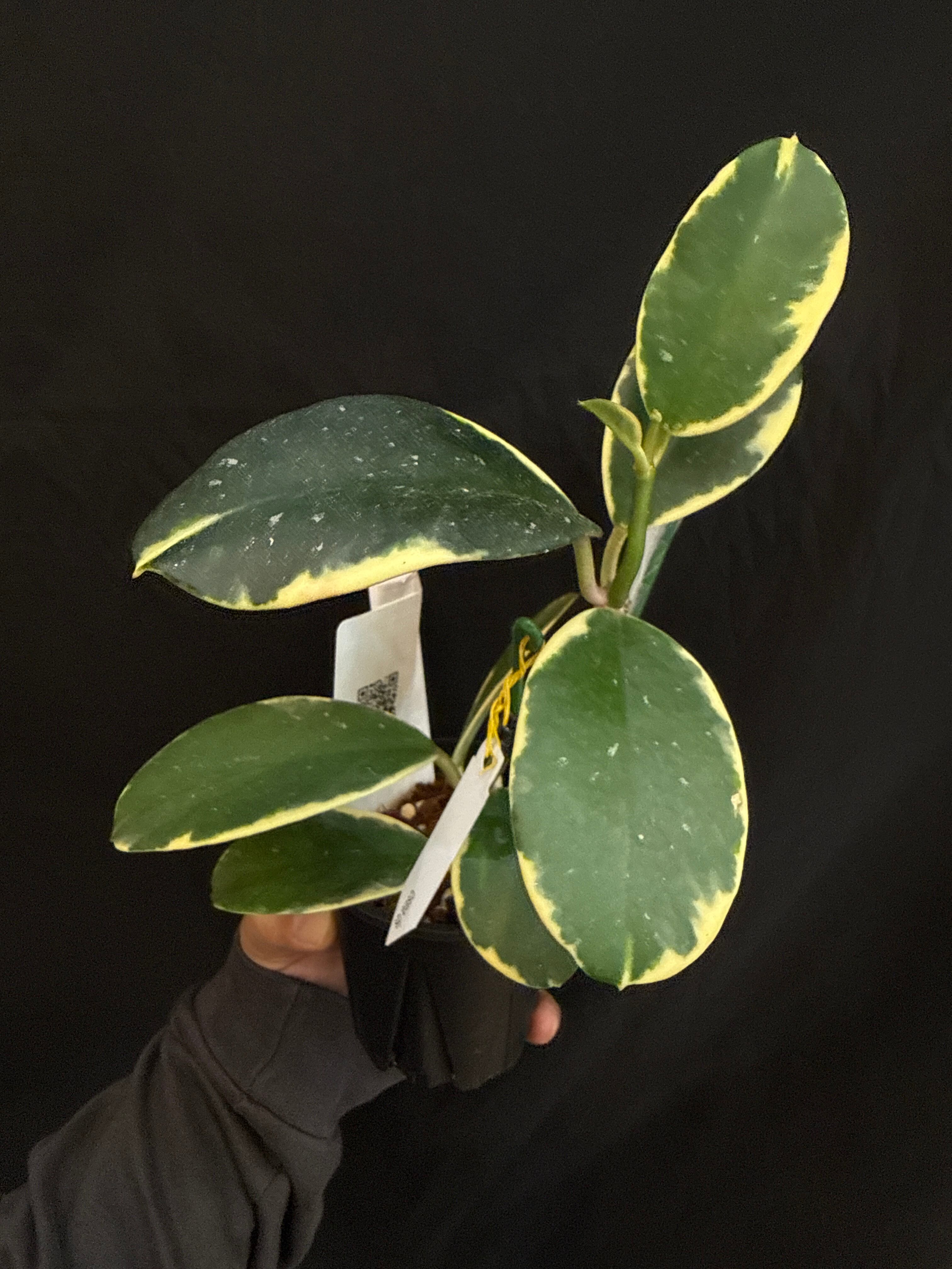1521 ホヤ sp. easo (AH Hoya) | Gardenえん 【観葉熱帯植物】