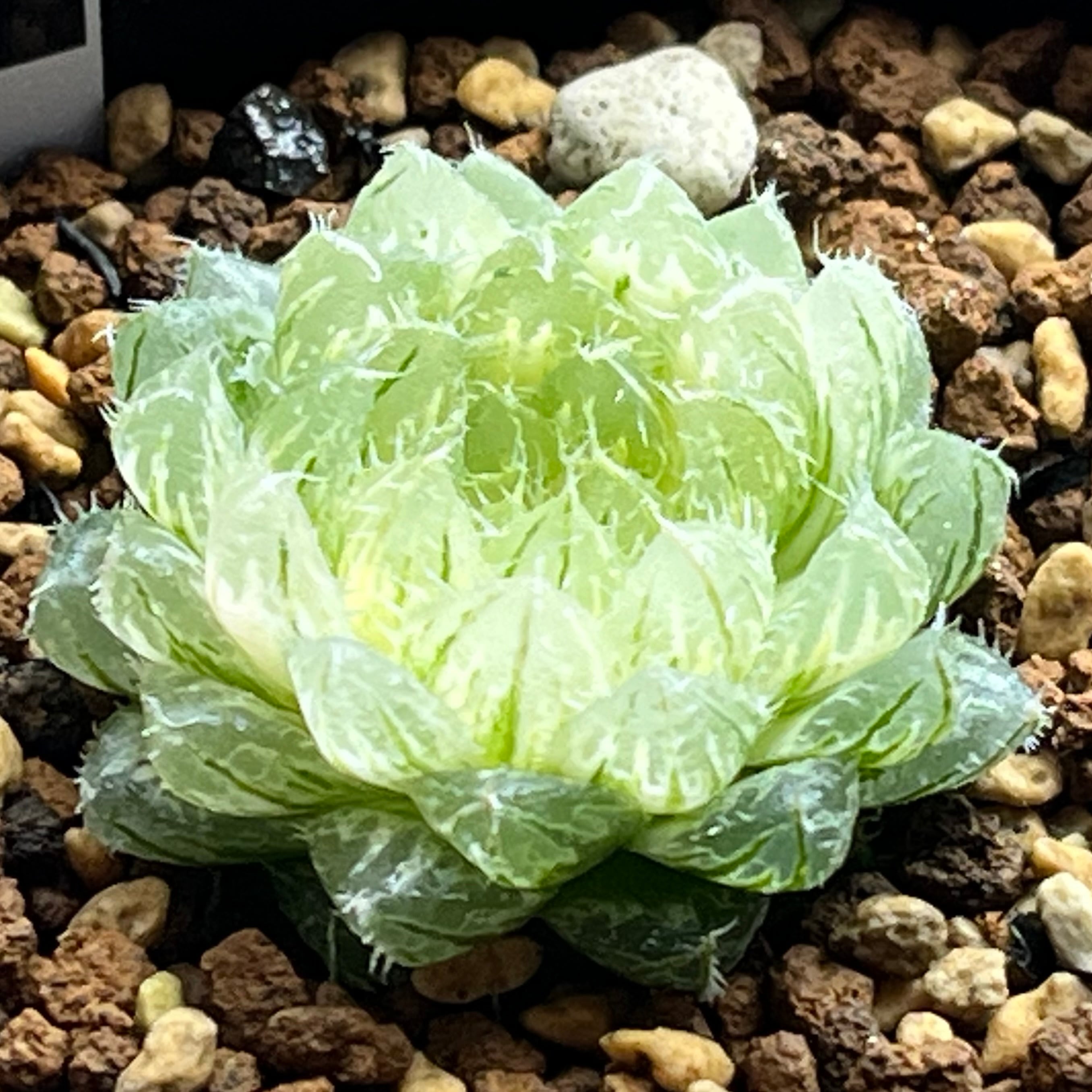 ハオルチア 翠雲錦 | mocono_plants