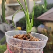 モンステラ バールマルクスフレーム / Monstera