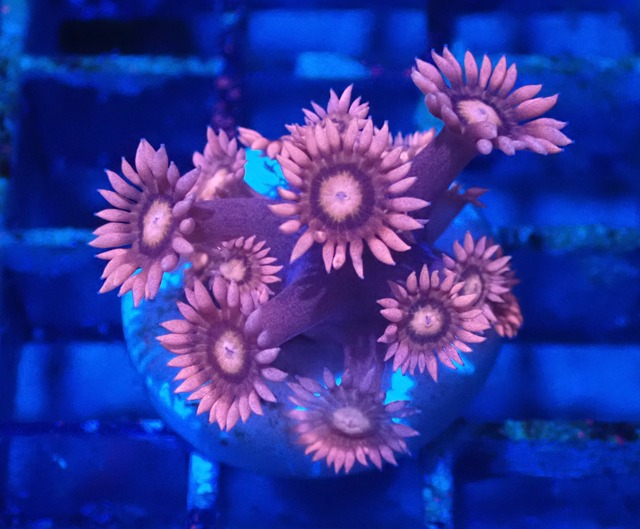 Goniopora Pink 2