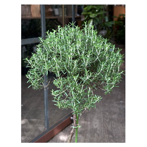 Rosemary