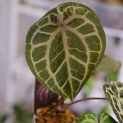 【正規タグ付き】Anthurium 'Michelle' by DOC BLOCK⑬ / アンスリウム・ミシェル│観葉植物