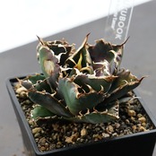 【PREMIUM】抜き苗 シーザー Agave titanota 'Caesar'