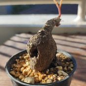 Stephania kaweesakii / ステファニア・カウィーサキ②