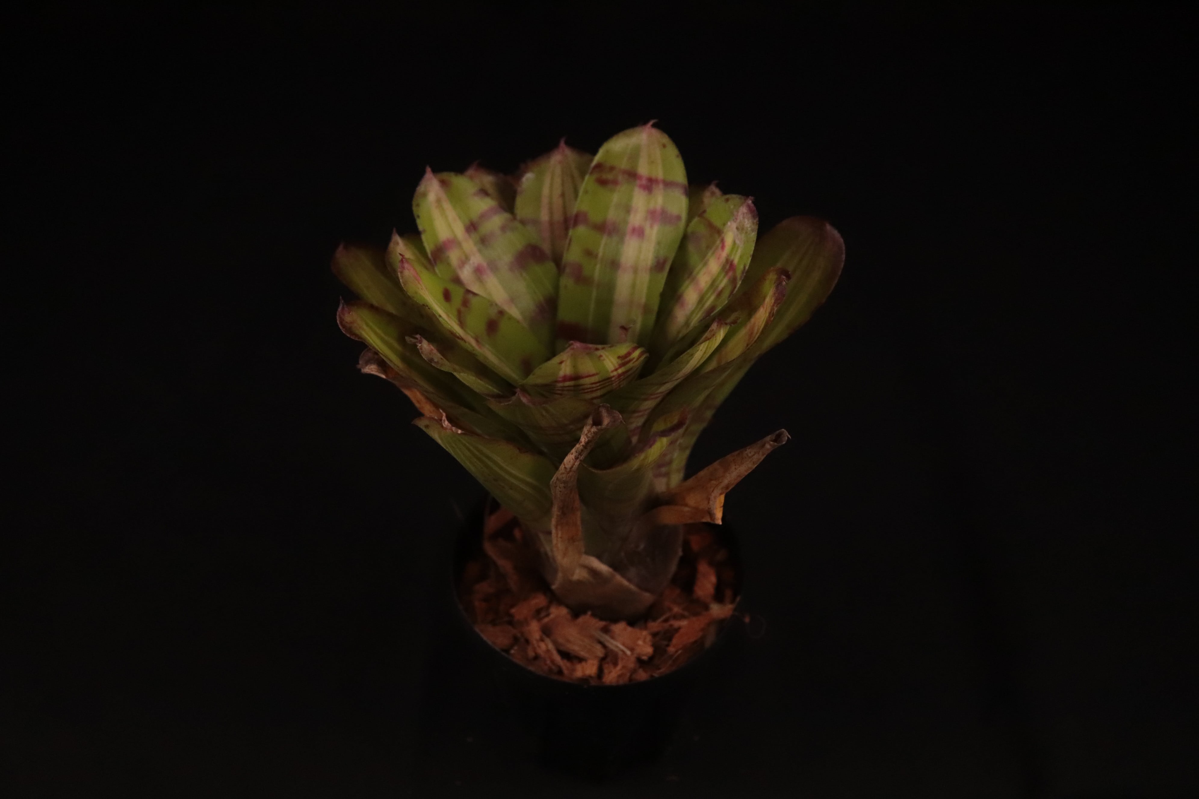 送料無料】Neoregelia 'Hopscotch'〔ネオレゲリア〕現品発送N0382