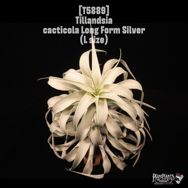 【送料無料】cacticola Bright Leaf〔エアプランツ〕現品発送T4162