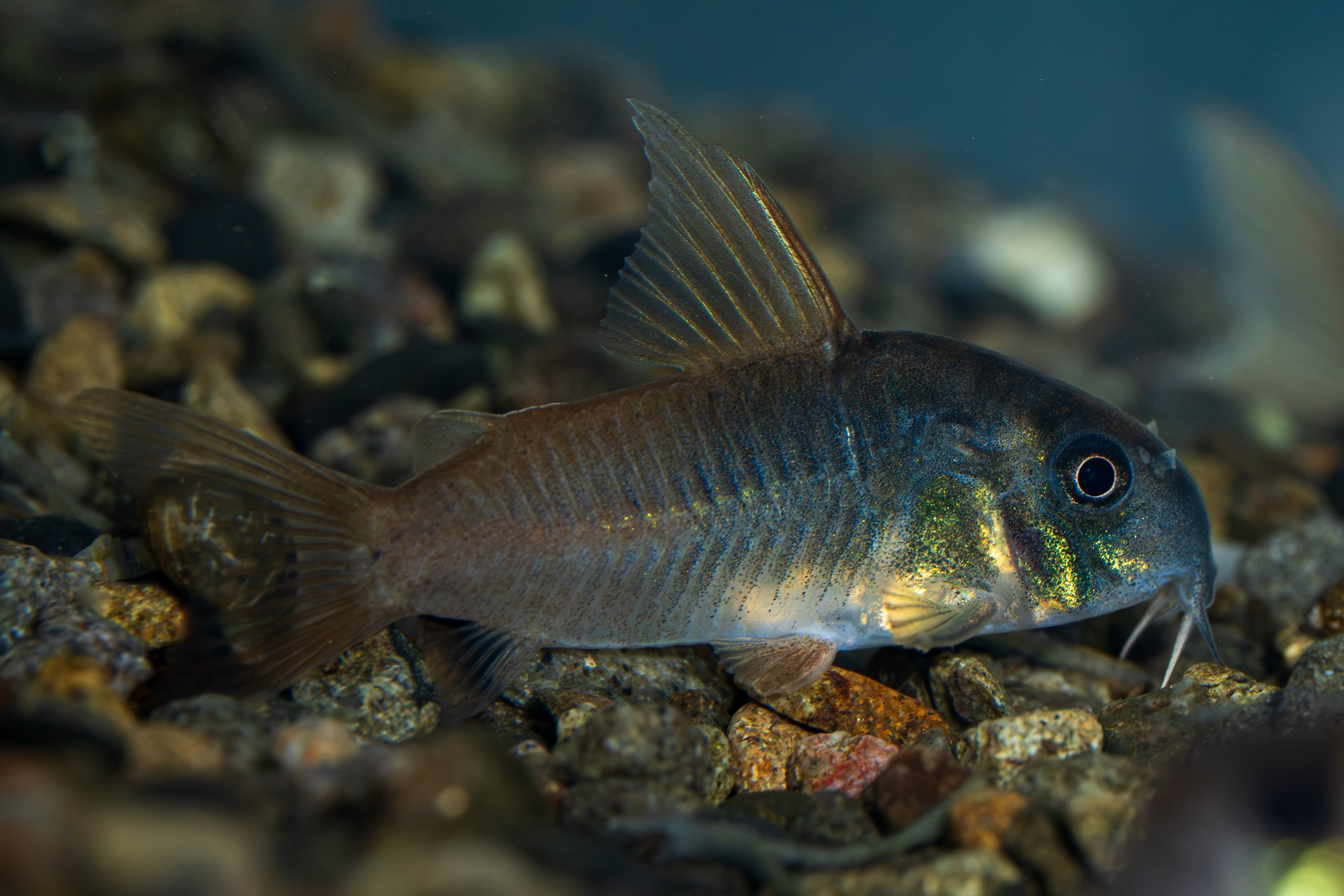 細葉タイプ】Homalomena sp. Kapuas Hulu (ホマロメナsp. カプアスフル