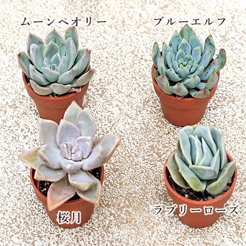 10苗セット 多肉植物 プラグ苗 1号 多年草 育てやすい かわいい 寄せ
