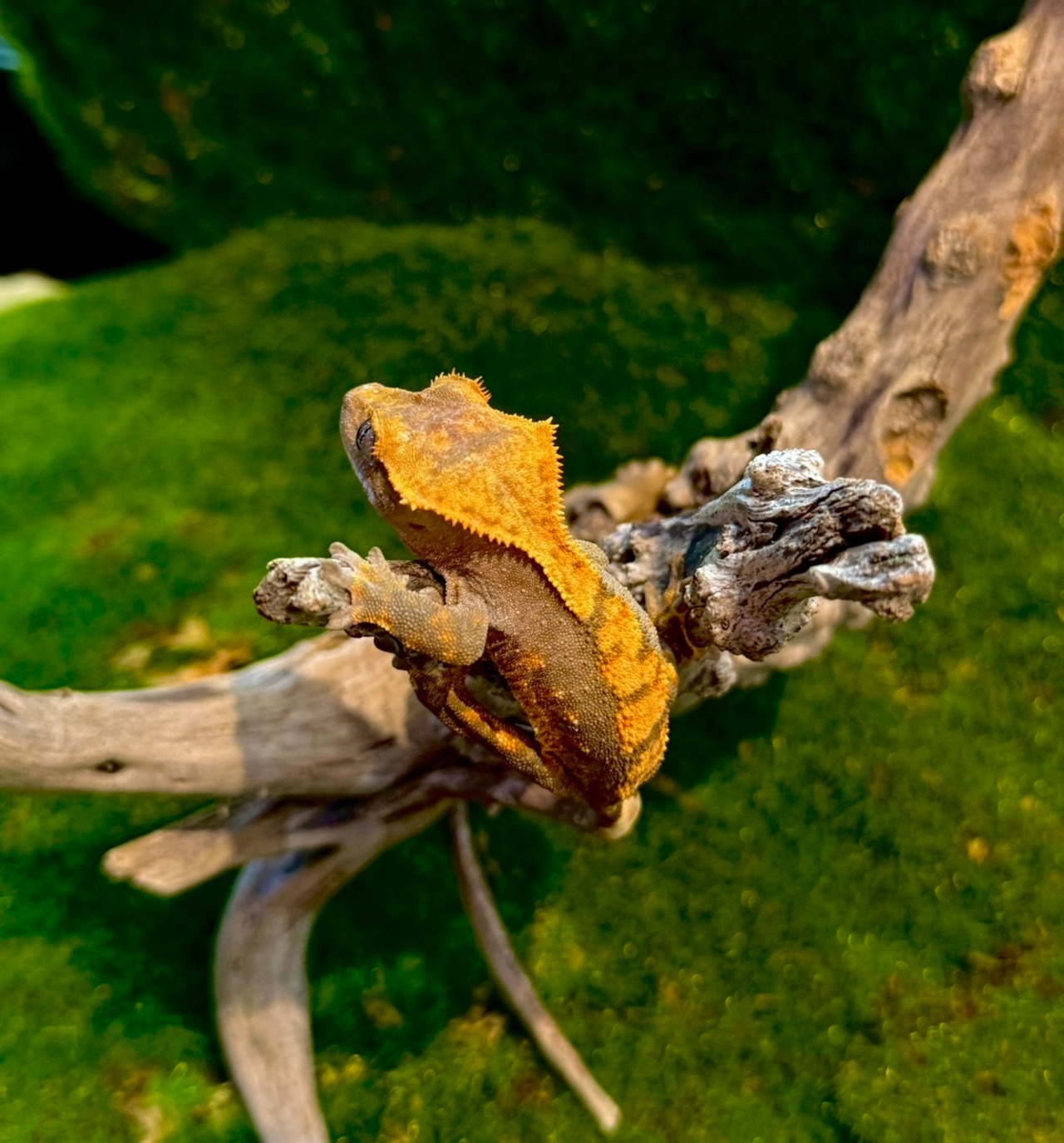 クレステッドゲッコー・ハーレクィーン - 4