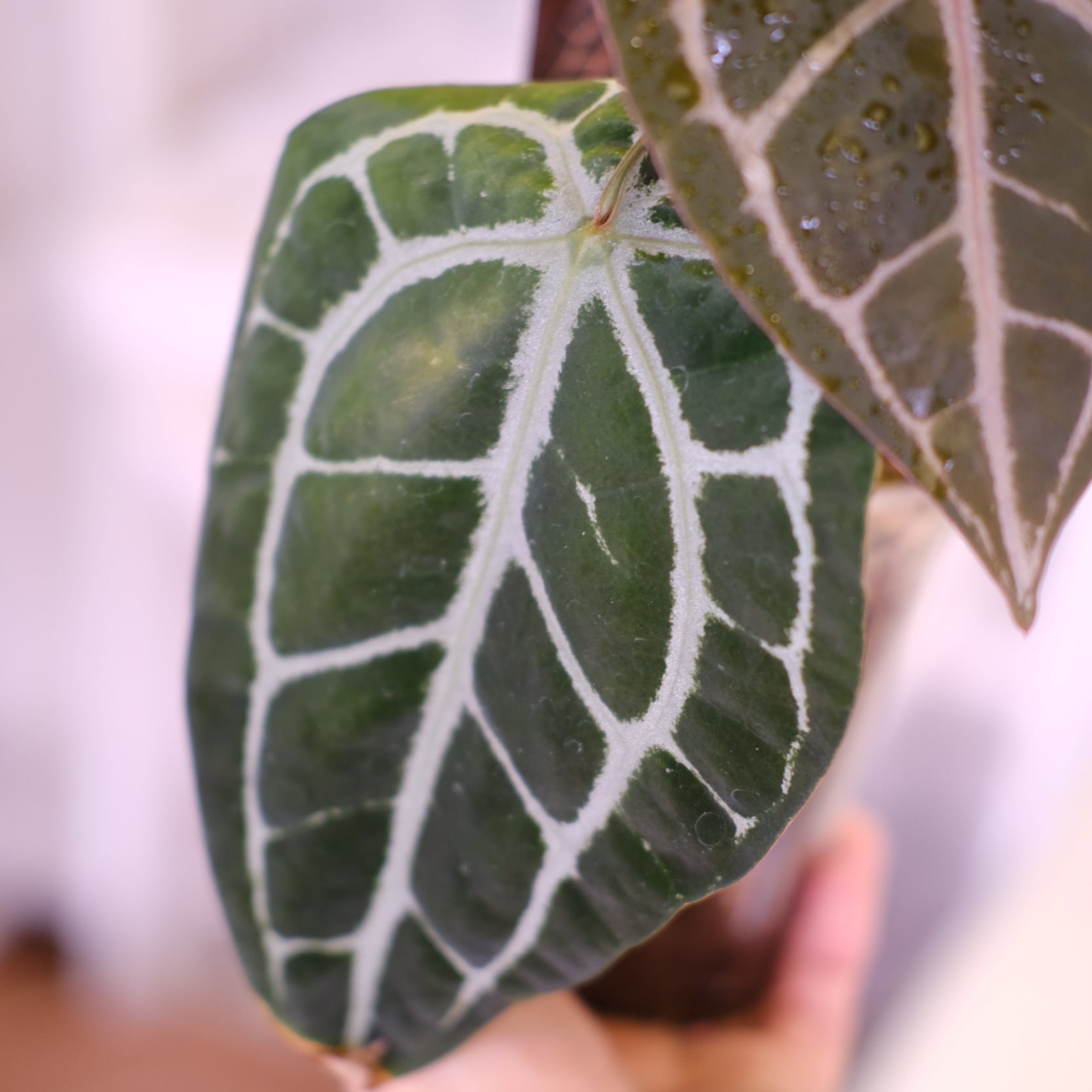 正規タグ】Anthurium 'Michelle' by DOC BLOCK⑯ / アンスリウム