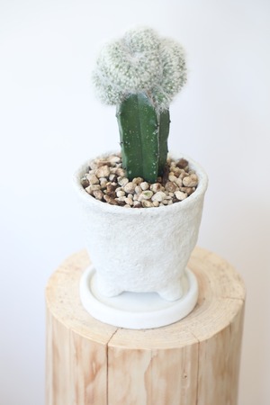 マミラミア カルメナエ  綴化/Mammillaria　※陶器鉢付き