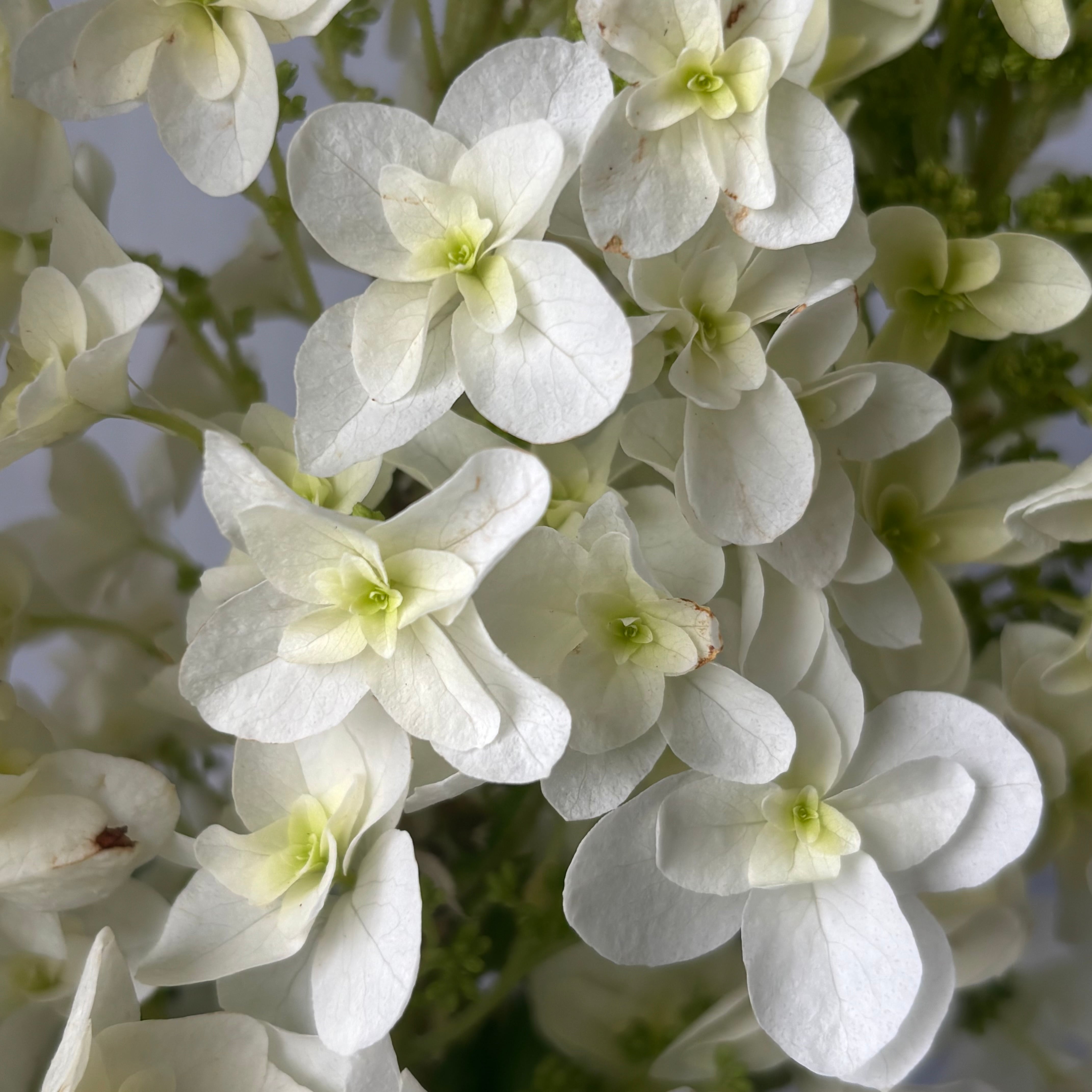 季節のお宝商品 即出荷】 カシワバアジサイ 5本 | 新鮮お花問屋 Jp