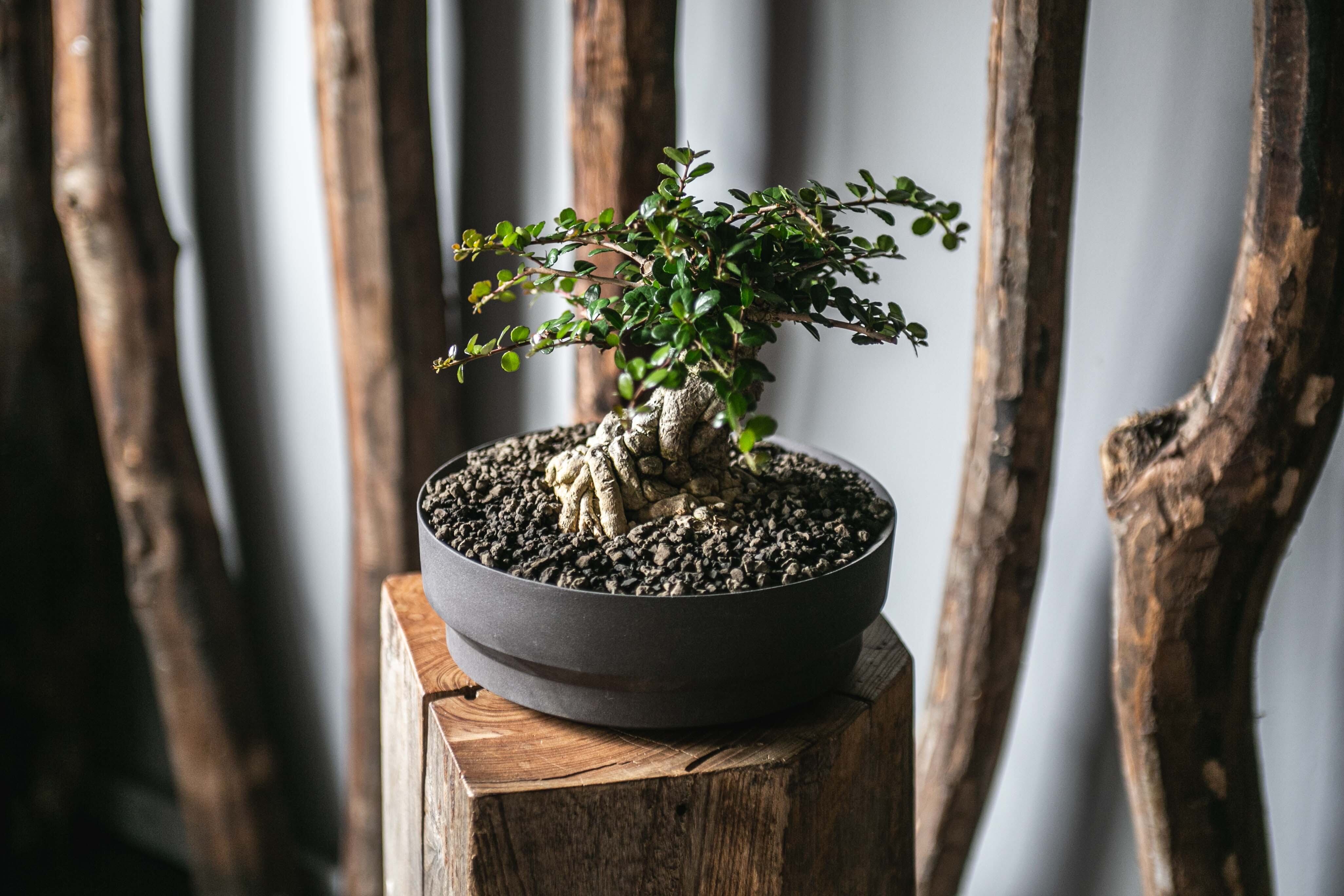 aobouzu+VALIEM BOWL〗青坊主別注3周年記念 白文字Mサイズ