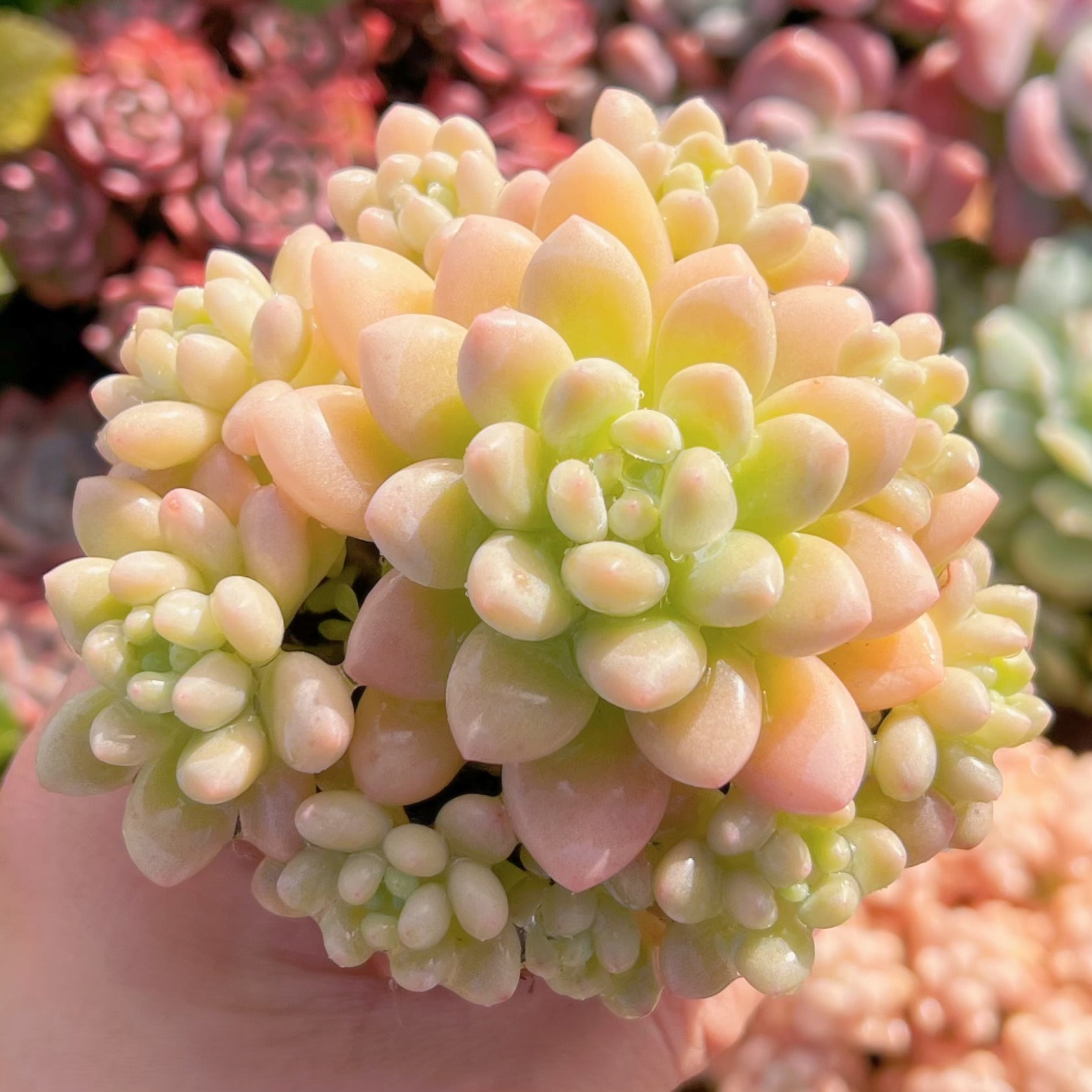 現品　Daphne x ロココ#2358　群生　るる農園