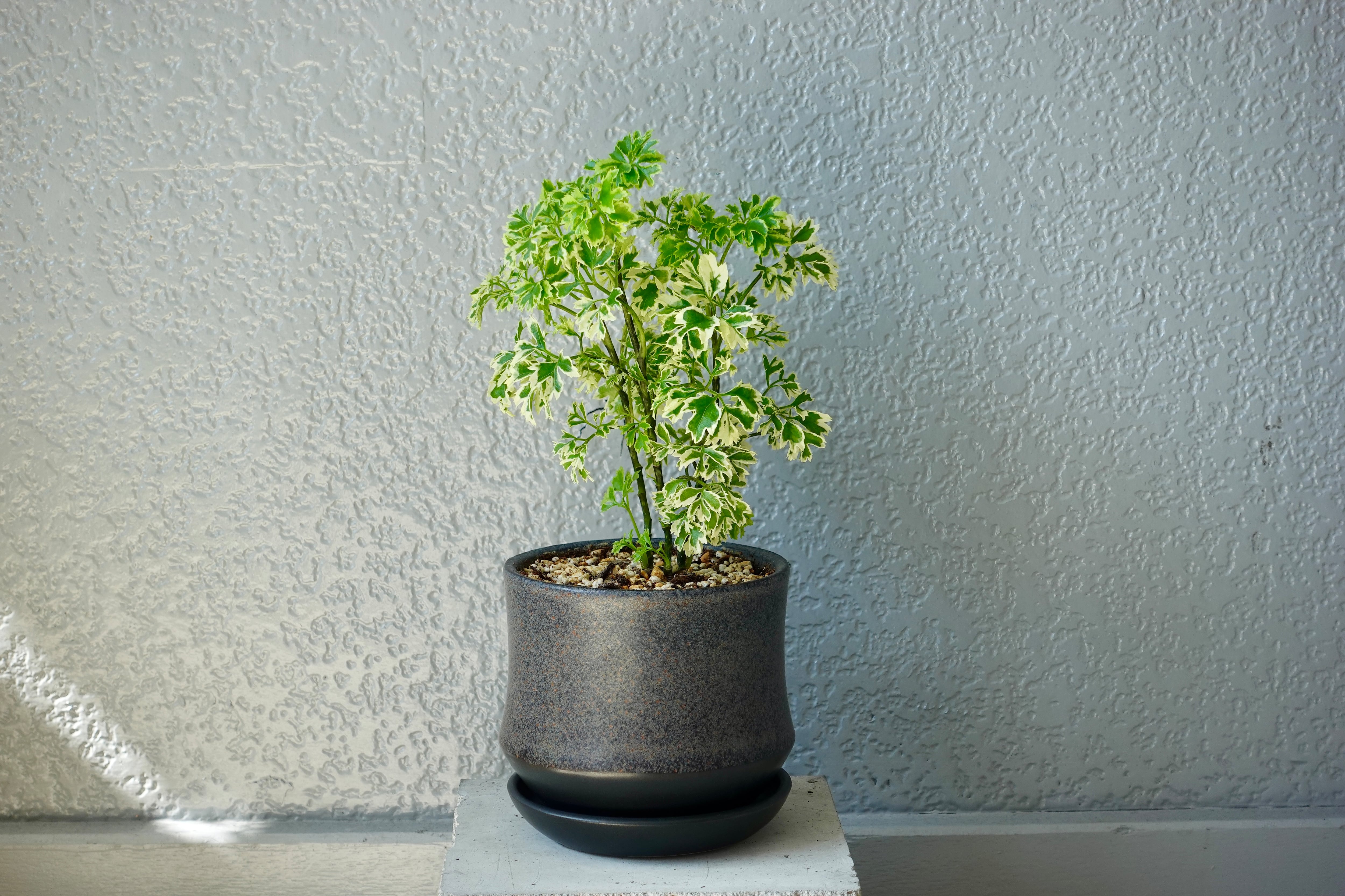 ポリシャス・シュガーベビー/陶器鉢・ダークグレー | NATUR