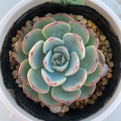 【現物商品】ECHEVERIA secunda,El Encino,Hidalgo 原種 実生苗