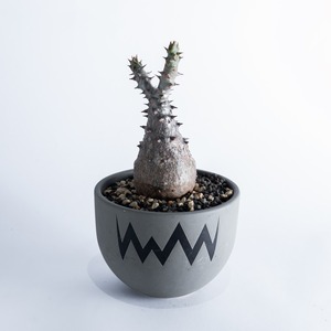 【極上品】Pachypodium baronii var. windsorii × VALIEM 青坊主別注ACT2【赤花咲かすレア塊根】パキポディウム ウィンゾリー