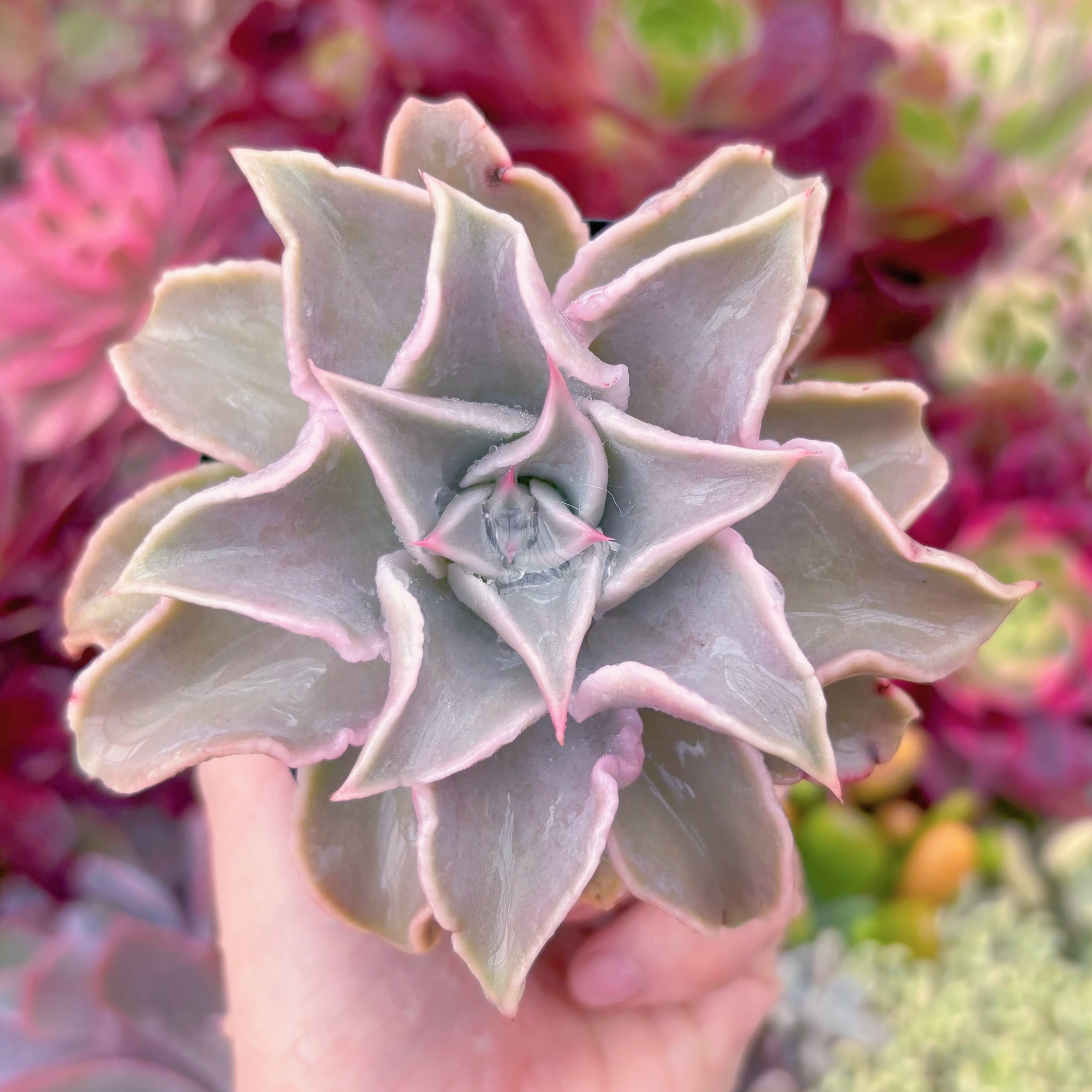 現品　コブマディバ#246　るる農園