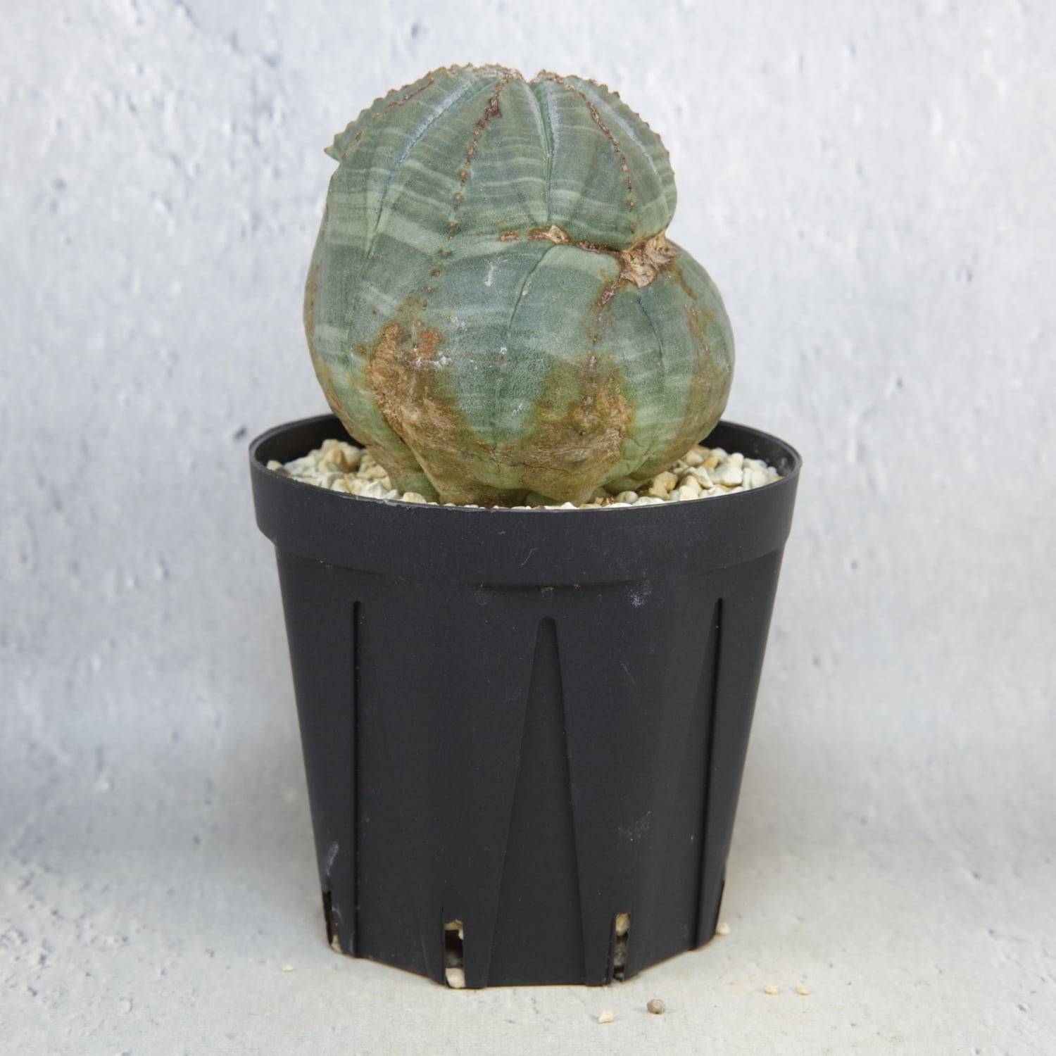 異型 モンスト オベサ / ユーフォルビア | LIGHTHOUSE.PLANTS