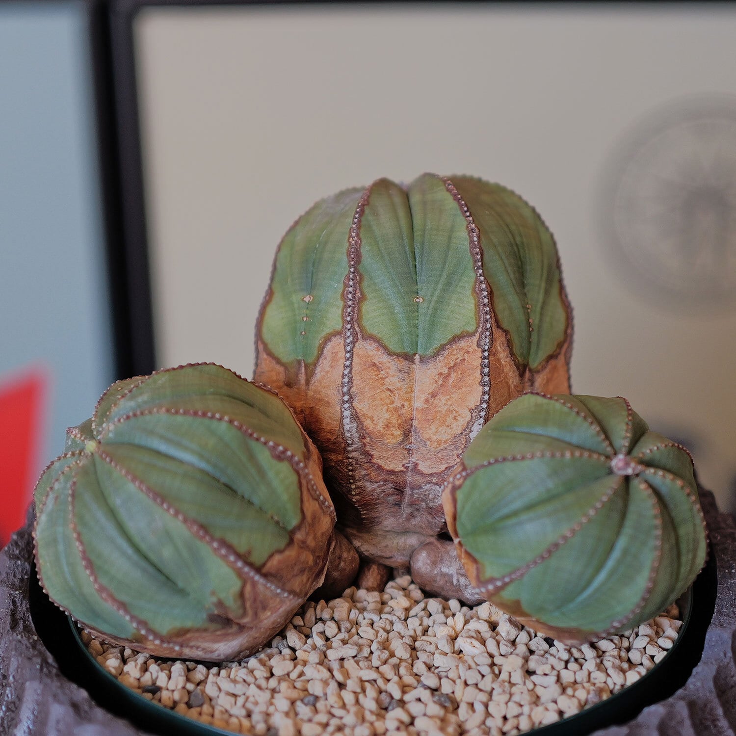 【ヨーロッパ輸入株】特大ユーフォルビアオベサ 超厳選株】大株 最大幅約8.6cm 仔吹き 円扇綴化 オベサ