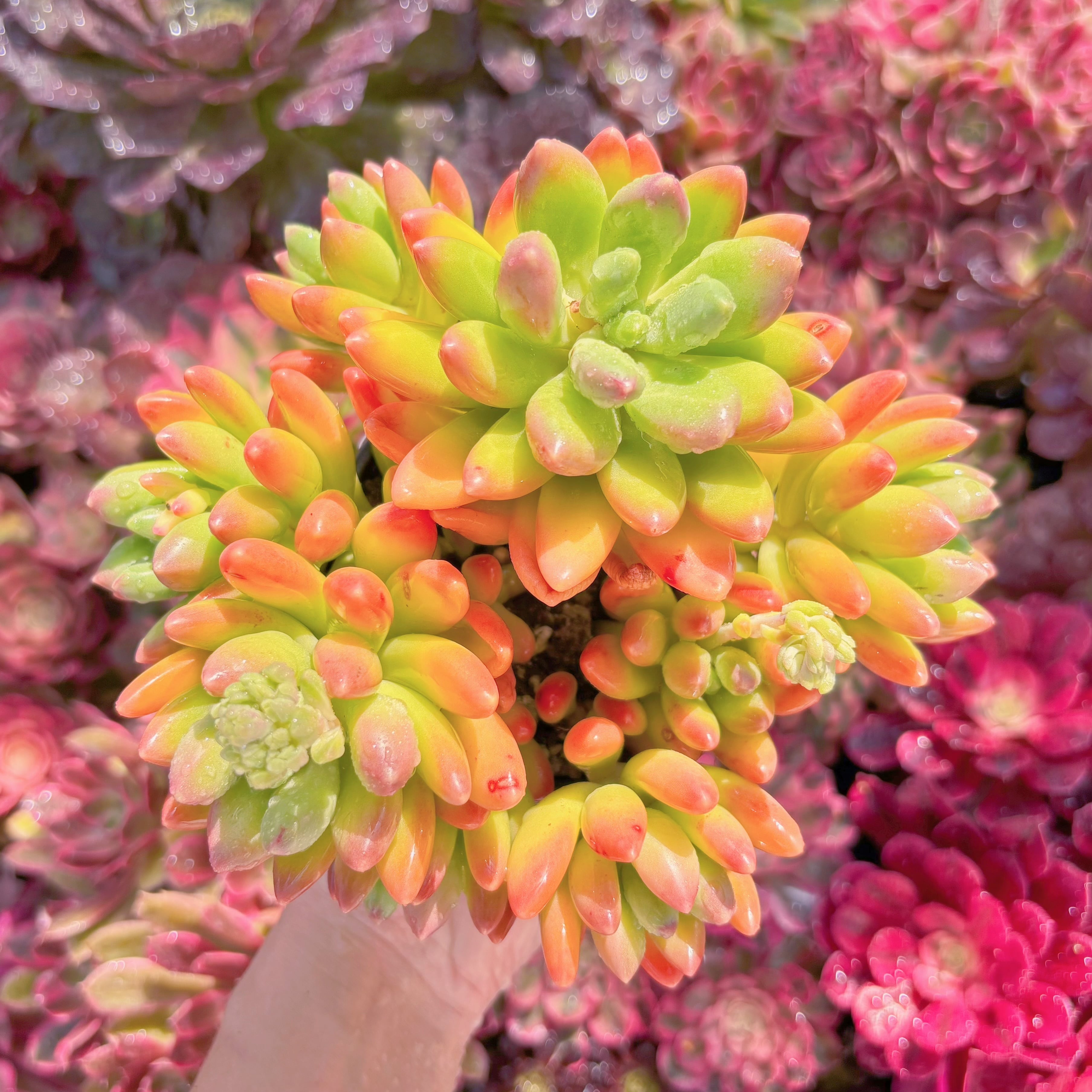 現品　マンゴーミルク#M013　大群生　美苗　希少　新入荷　るる農園