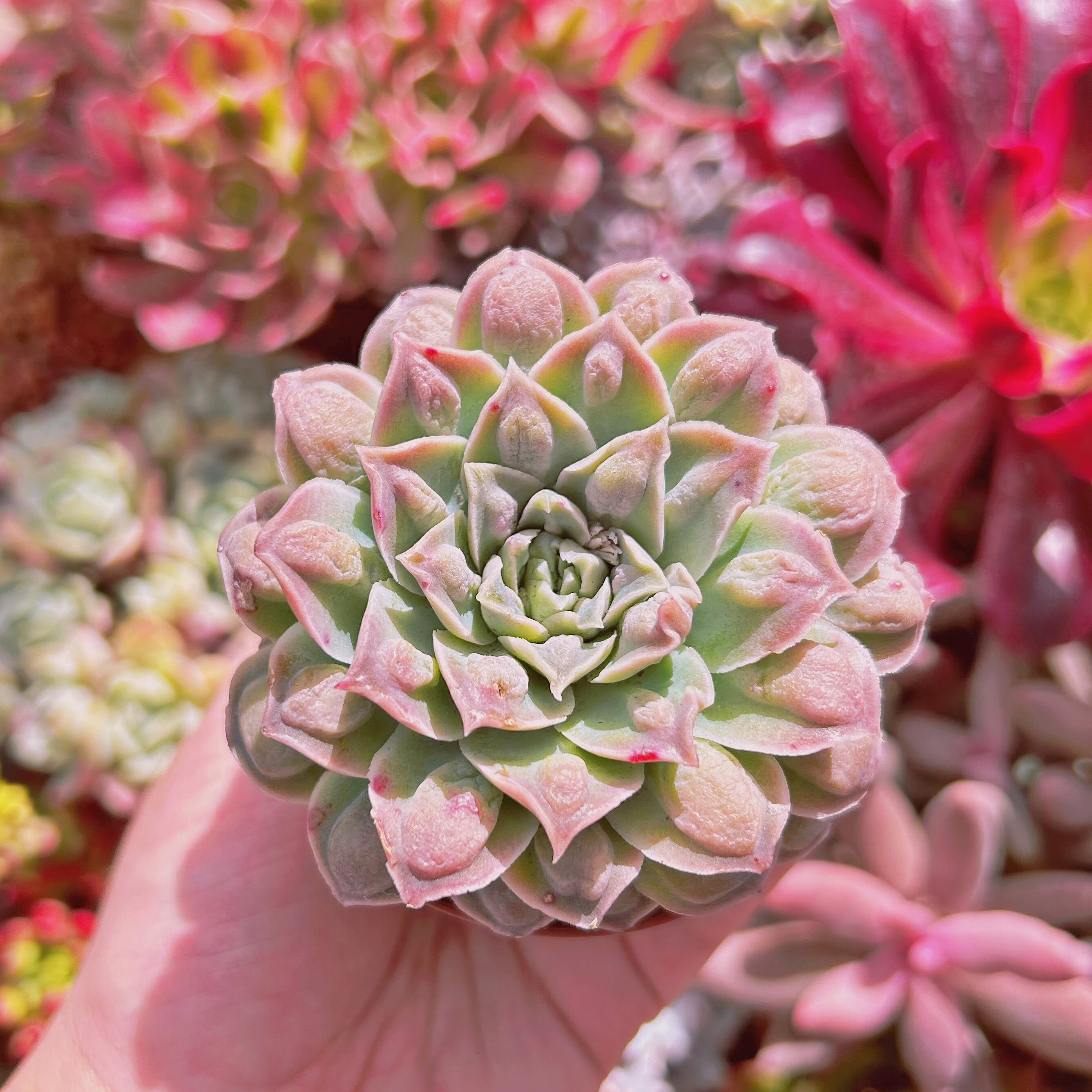 多肉植物　ハートチョイス　特大　直径約8cm