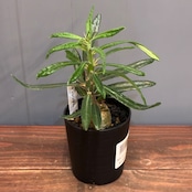 【新着3日限定10%OFF】パキポディウム サキュレンタム【0619】