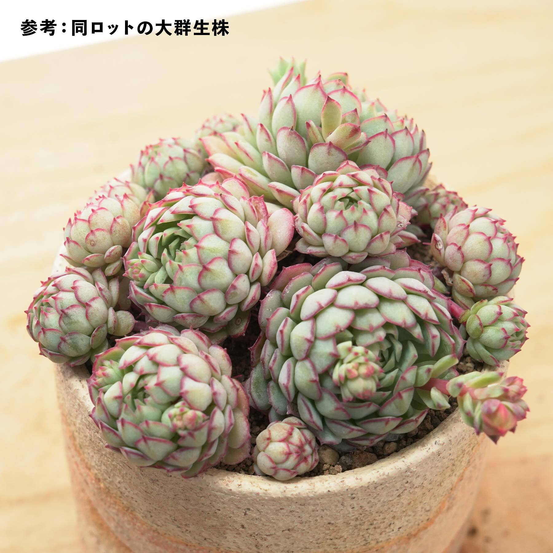 多肉 サブリム 抜き苗 （多肉植物サブリム◇抜き苗◇）
