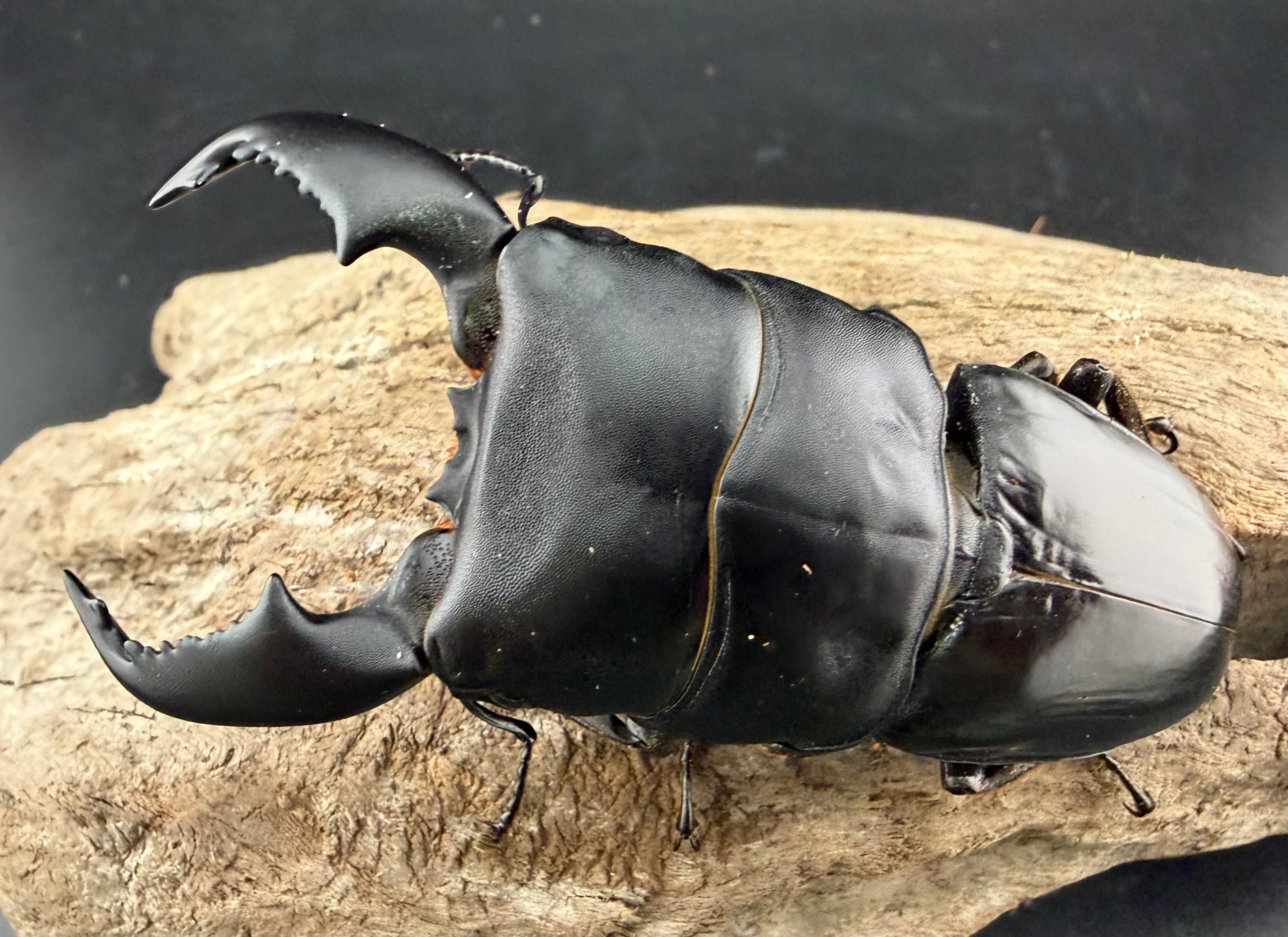 スマトラオオヒラタ クロブスター血統 85mm ペア》 | KPW公式