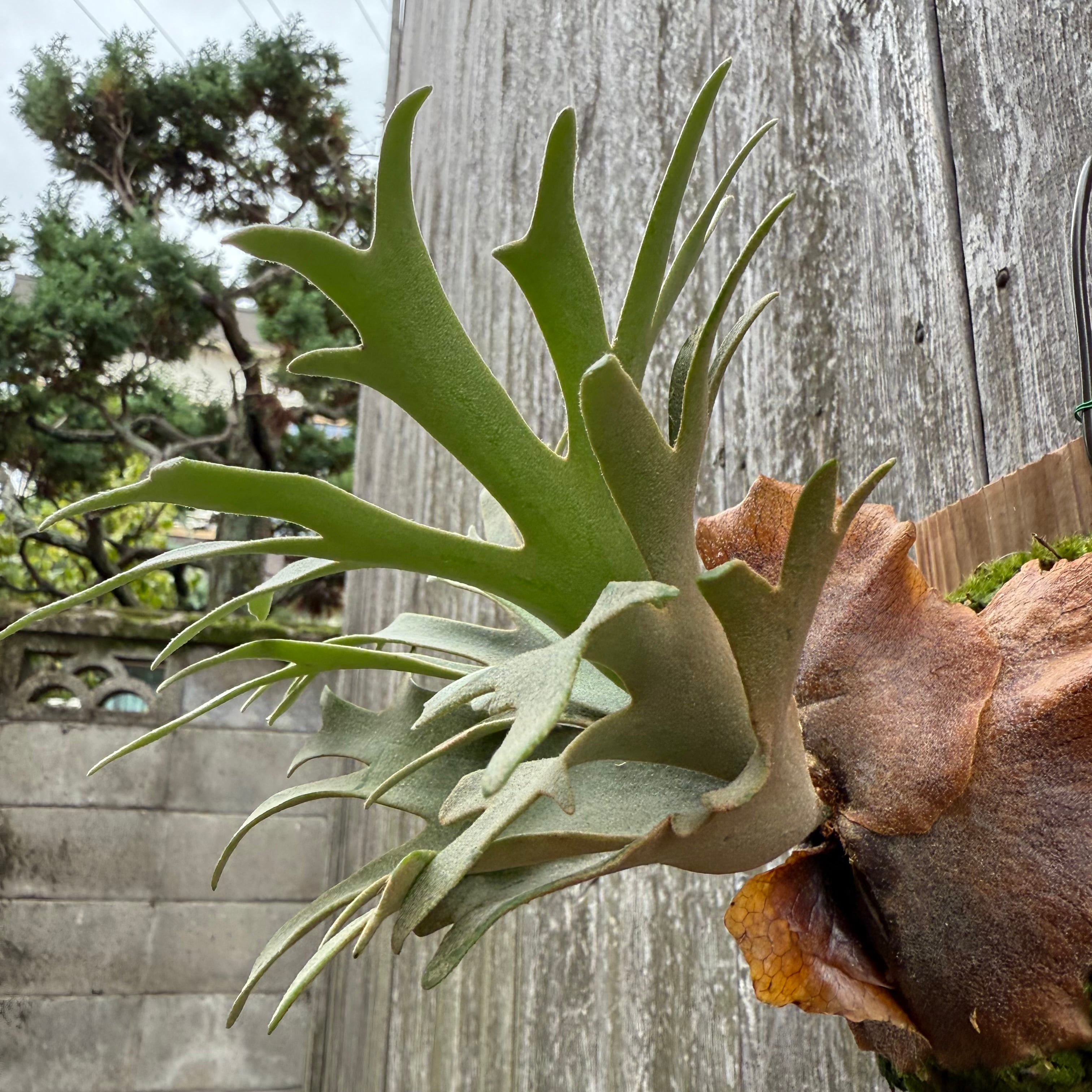 P.willinckii Nano sporeling | naturefix