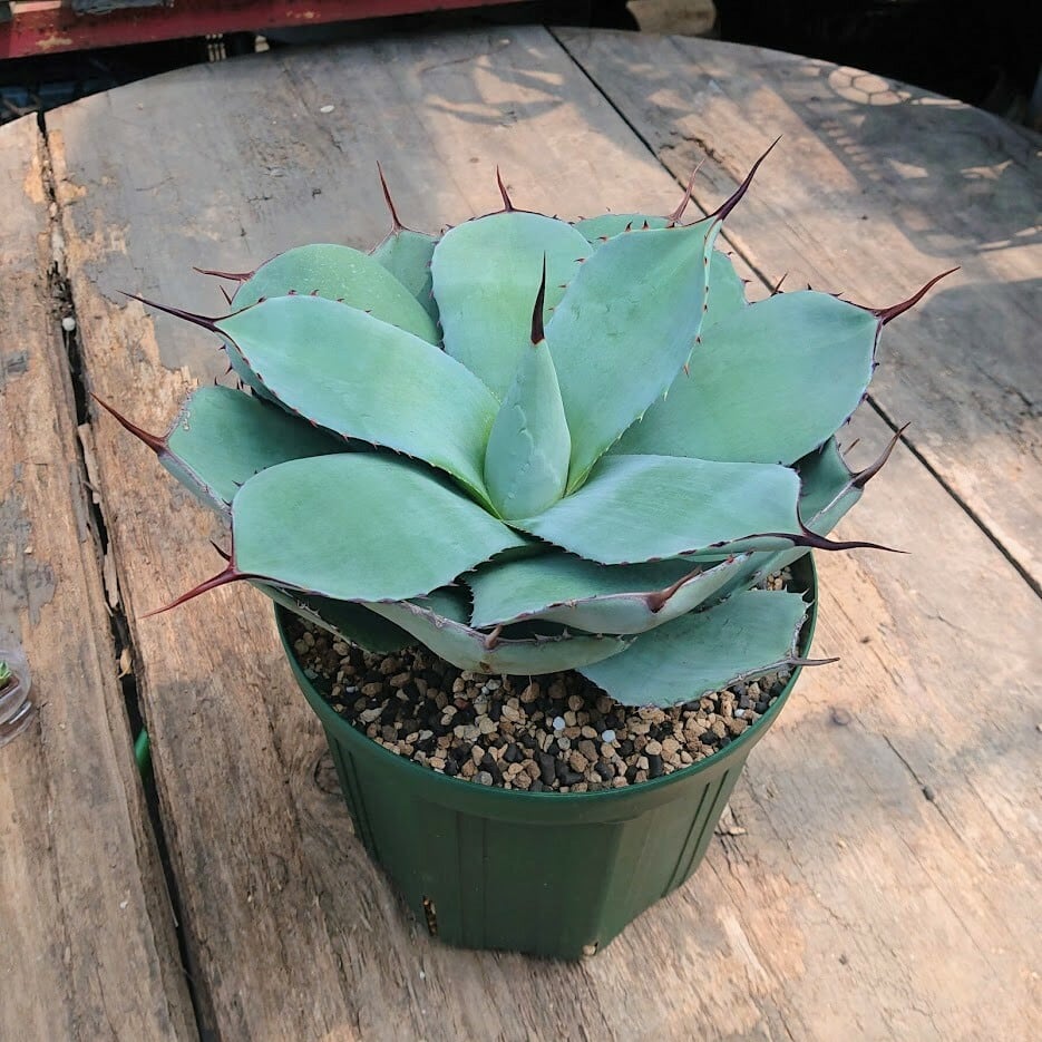 no.2 子株付き アガベ パリー トランカータ agave parryi truncata ...