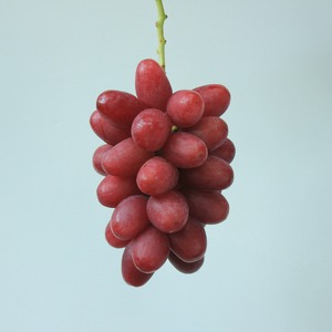 QUEEN ROUGE®