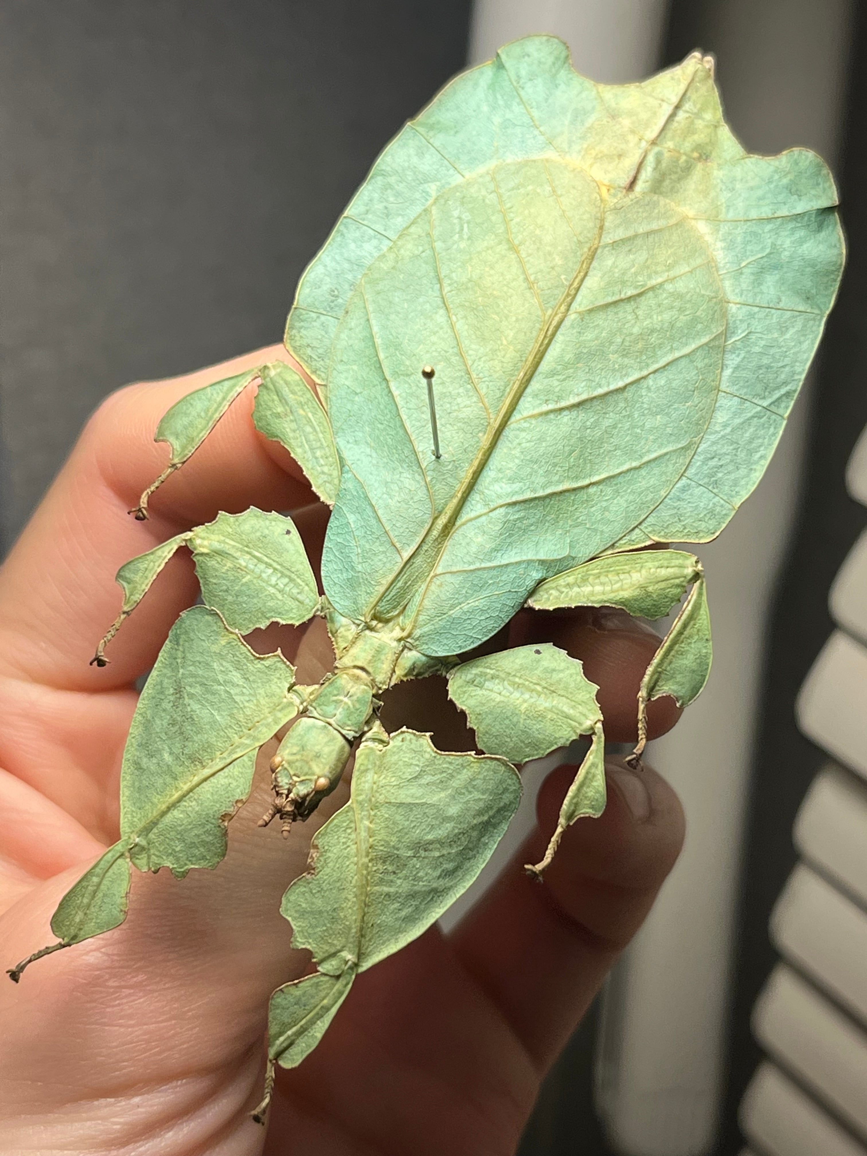 標本】スーザンシールドテールドスコーピオン キョクトウサソリムカデ