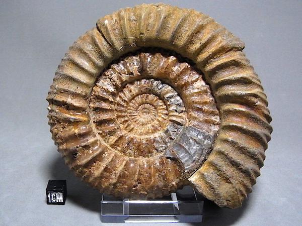 アンモナイト 化石 （【 化石 】アンモナイト パブロビア Pavlovia 360  