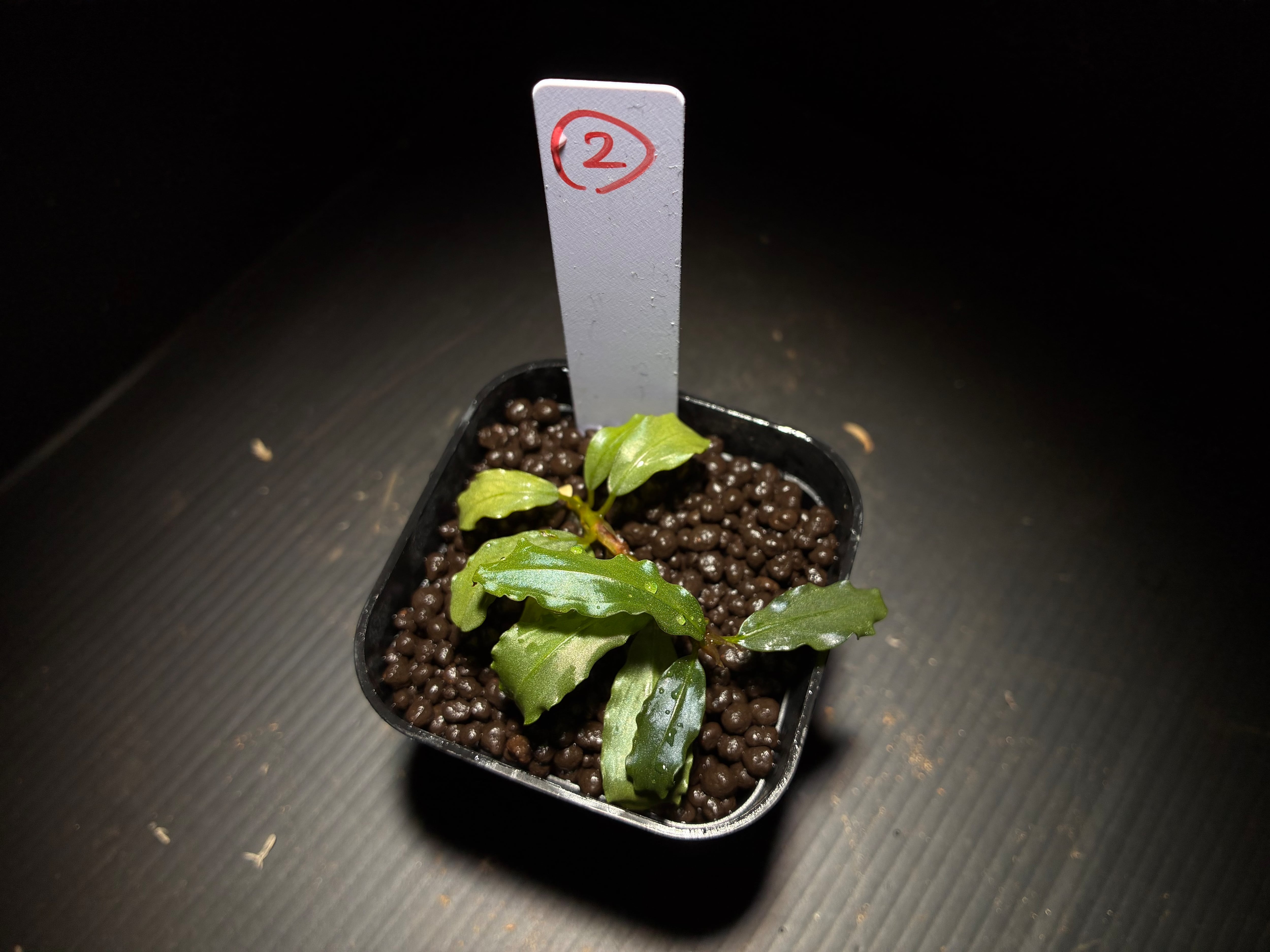 Bucephalandra sp. 